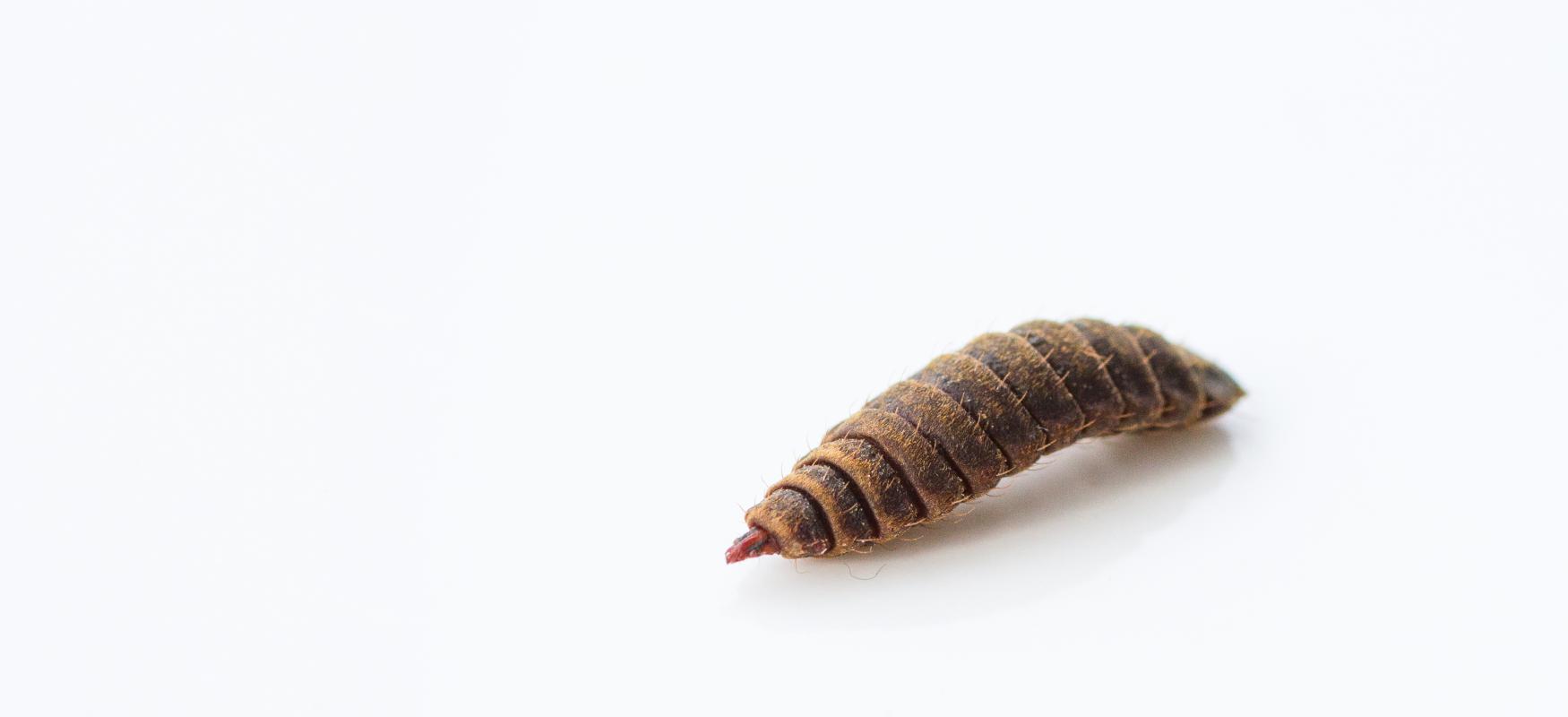 Proffaqua larvae on white background