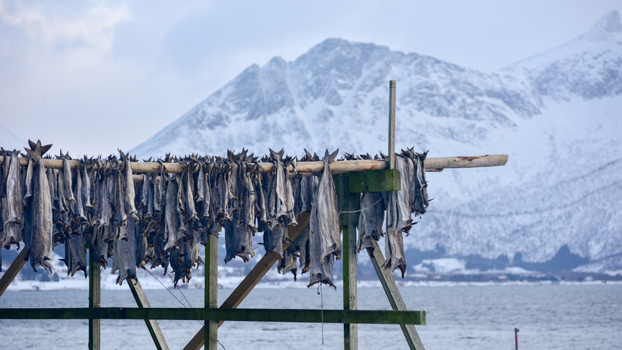 Drying stockfish hanging in winnter landscape in Gimsoy, Lofoten Island, Norway