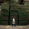 Man walking in a warehouse, with boxes of dried fish in the background. 