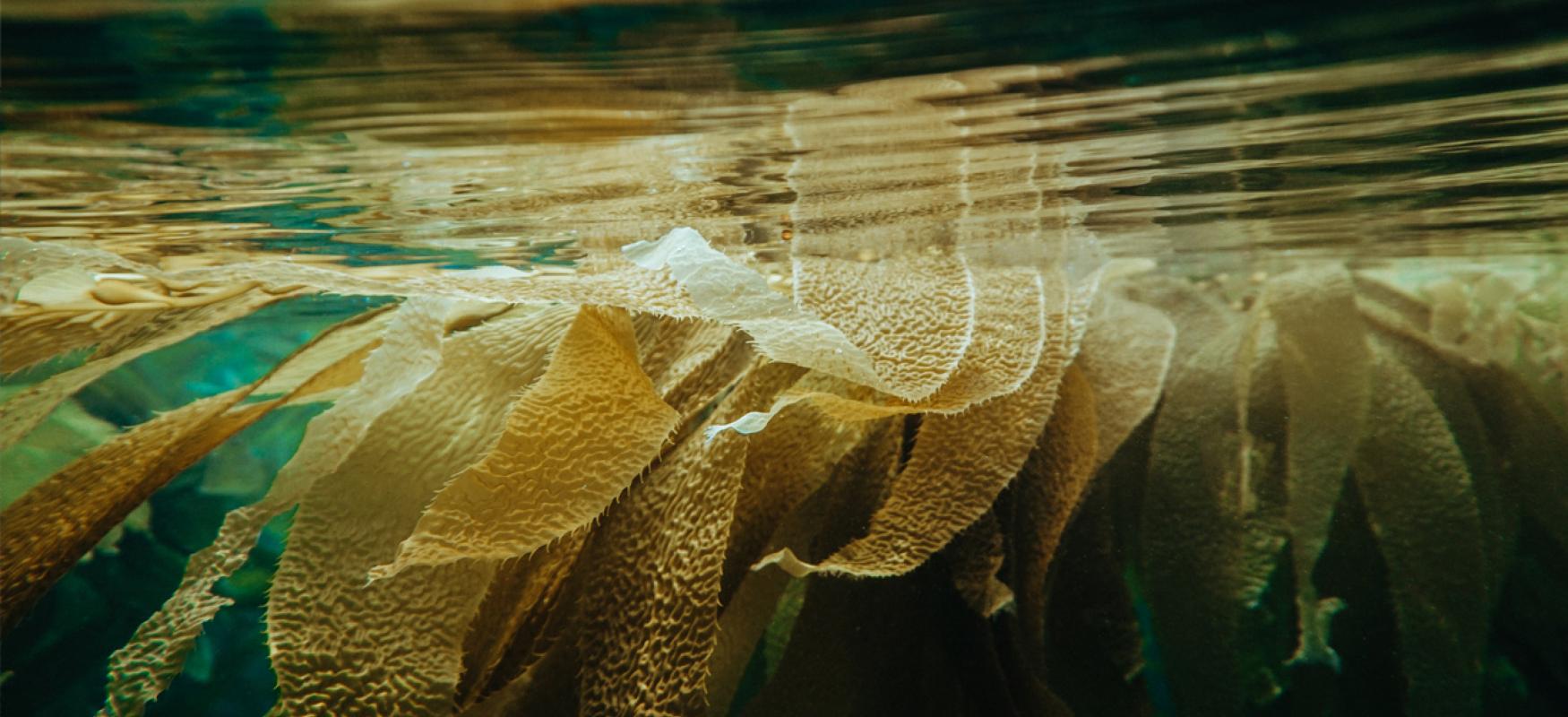 Seweed floating in the sea